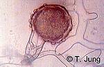 Phytophthora Fotogalerie - Erle, verkleinertes Vorschaubild und Link zu alder11.jpg
