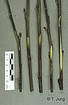 Phytophthora Picture Gallery - Alder dieback, Preview-picture and link to alder24.jpg