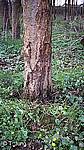 Phytophthora Picture Gallery - Alder dieback, Preview-picture and link to alder7.jpg
