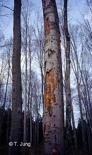 Phytophthora Fotogalerie - Buche, Bild beech19.jpg