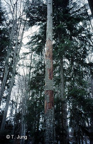 Phytophthora Fotogalerie - Buche, Bild beech20.jpg