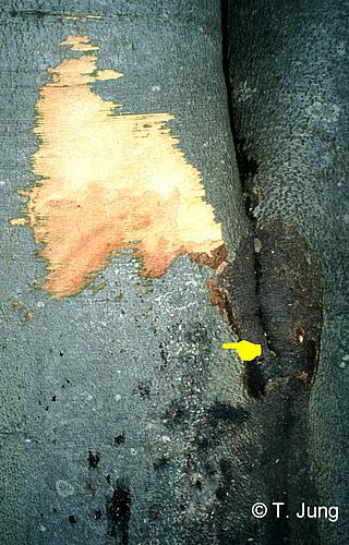 Phytophthora Fotogalerie - Buche, Bild beech21.jpg