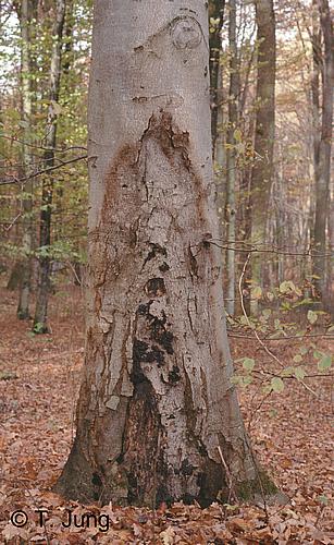 Phytophthora Fotogalerie - Buche, Bild beech22.jpg