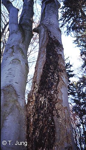 Phytophthora Fotogalerie - Buche, Bild beech23.jpg