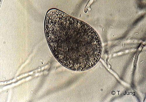 Phytophthora Fotogalerie - Buche, Bild beech26.jpg