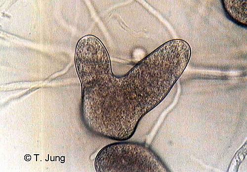 Phytophthora Fotogalerie - Buche, Bild beech27.jpg