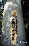 Phytophthora Picture Gallery - Beech decline, Preview-picture and link to beech14.jpg