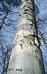 Phytophthora Picture Gallery - Beech decline, Preview-picture and link to beech18.jpg
