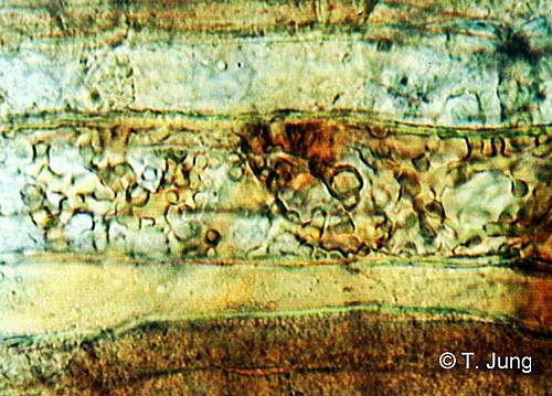 Phytophthora Picture Gallery - Oak decline, Bild oak11.jpg