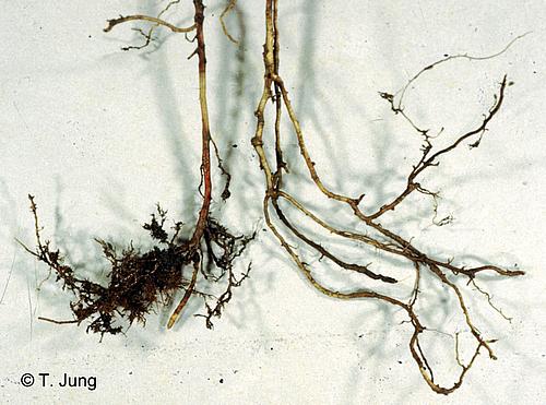 Phytophthora Picture Gallery - Oak decline, Bild oak8.jpg